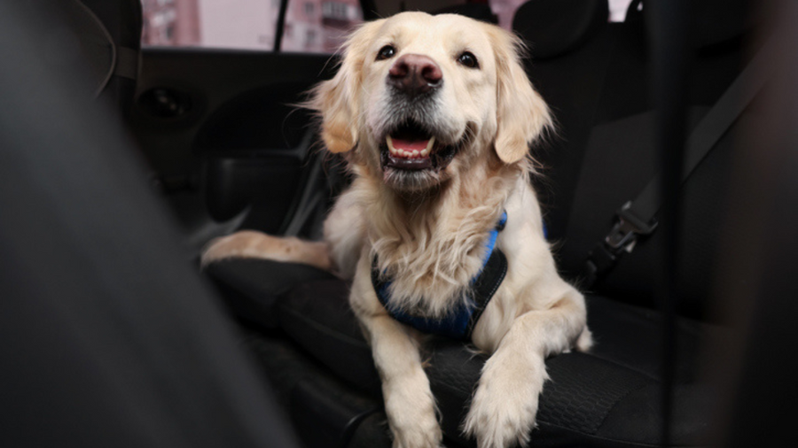Single Sand/Pet Hair Removal - Sedan